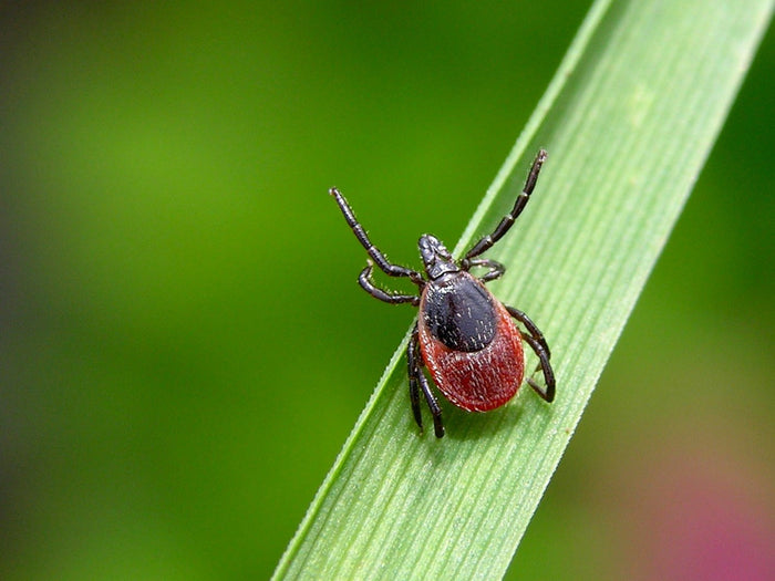 Arm yourself: 6 key points you may not know about ticks